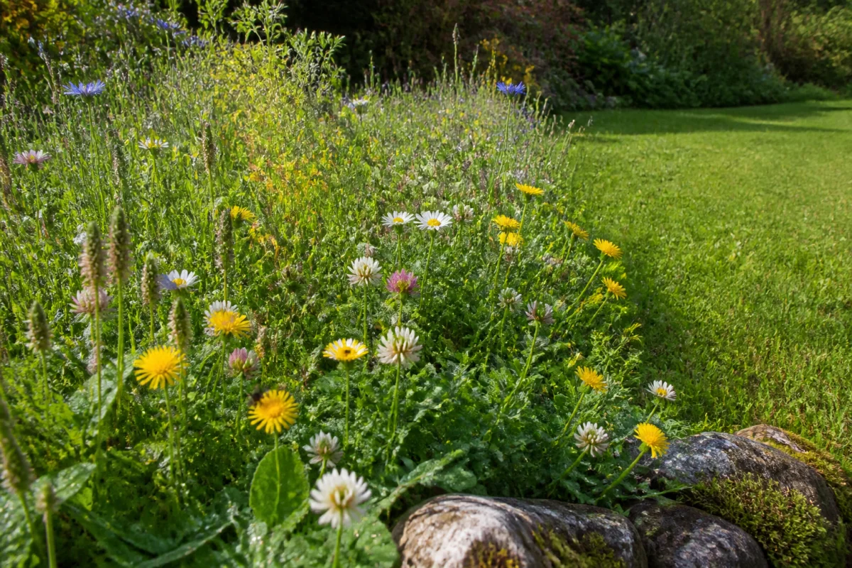 Quand ne pas tondre la pelouse pour favoriser la biodiversité